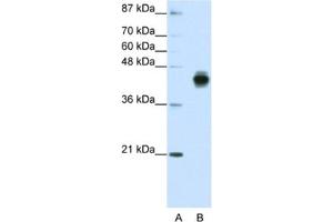 Western Blotting (WB) image for anti-Keratin 18 (KRT18) antibody (ABIN2462048) (Cytokeratin 18 Antikörper)