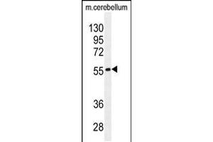 Western blot analysis in mouse cerebellum tissue lysates (35ug/lane). (FAM69B Antikörper  (N-Term))