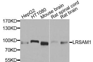 Western blot analysis of extracts of various cell lines, using LRSAM1 antibody. (LRSAM1 Antikörper)