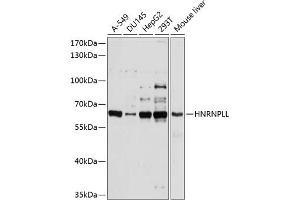 Western blot analysis of extracts of various cell lines, using HNRNPLL antibody (ABIN6131764, ABIN6141923, ABIN6141924 and ABIN6214588) at 1:1000 dilution. (HNRPLL Antikörper  (AA 250-350))