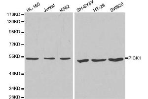 Western blot analysis of extracts of various cell lines, using PICK1 antibody (ABIN5970713) at 1/1000 dilution. (PICK1 Antikörper)