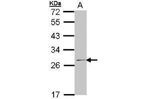 WB Image Sample (30 ug of whole cell lysate) A: 293T 12% SDS PAGE antibody diluted at 1:1000