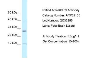 Western Blotting (WB) image for anti-Ribosomal Protein L39 (RPL39) (N-Term) antibody (ABIN2789019)