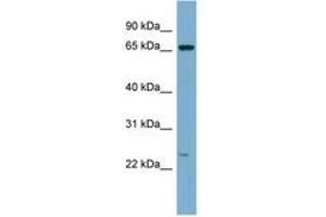 Image no. 1 for anti-Zinc Finger Protein 572 (ZNF572) (C-Term) antibody (ABIN6741961) (ZNF572 Antikörper  (C-Term))