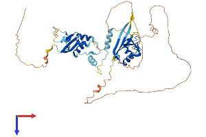 KCTD8 Protein (AA 1-476) (His tag)