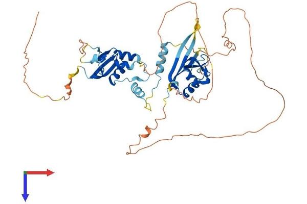 KCTD8 Protein (AA 1-476) (His tag)