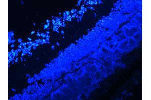 Immunofluorescence (IF) image for anti-Interleukin 17A (IL17A) antibody (ABIN1873195) (Interleukin 17a Antikörper)
