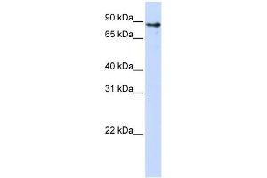 KLHL1 antibody used at 0.