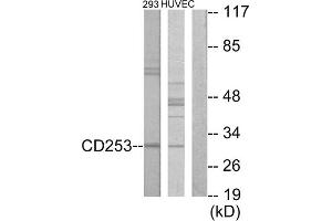 Western blot analysis of extracts from 293 cells and HUVEC cells, using CD253 antibody.