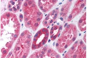 Human Kidney (formalin-fixed, paraffin-embedded) stained with Gi Alpha 1/2 antibody ABIN297100 at 10 ug/ml followed by biotinylated goat anti-rabbit IgG secondary antibody ABIN481713, alkaline phosphatase-streptavidin and chromogen. (Gi alpha 1/2 (AA 345-354) Antikörper)