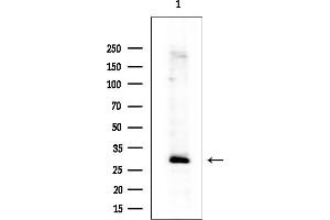 anti-Insulin-Like Growth Factor Binding Protein 7 (IGFBP7) (Internal Region) antibody