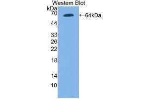Detection of Recombinant TLR9, Mouse using Polyclonal Antibody to Toll Like Receptor 9 (TLR9) (TLR9 Antikörper  (AA 26-332))