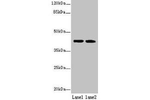 Western blot All lanes: SDF4 antibody at 6 μg/mL Lane 1: U87 whole cell lysate Lane 2: Jurkat whole cell lysate Secondary Goat polyclonal to rabbit IgG at 1/10000 dilution Predicted band size: 42, 31, 28, 24, 16, 40 kDa Observed band size: 42 kDa (SDF4 Antikörper  (AA 37-362))