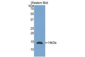 Western Blotting (WB) image for anti-Inhibin, beta E (INHBE) (AA 237-350) antibody (ABIN1859456)