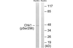 Western Blotting (WB) image for anti-Checkpoint Kinase 1 (CHEK1) (pSer296) antibody (ABIN1847311) (CHEK1 Antikörper  (pSer296))