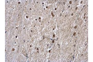 IHC-P Image hnRNP A1 antibody detects hnRNP A1 protein at nucleus on mouse fore brain by immunohistochemical analysis.