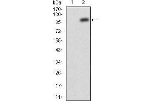 Western blot analysis using JAK2 mAb against HEK293 (1) and JAK2(AA: 545-1124)-hIgGFc transfected HEK293 (2) cell lysate. (JAK2 Antikörper  (AA 745-955))