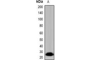 Western blot analysis of Tryptase delta expression in HepG2 (A) whole cell lysates. (TPSD1 Antikörper)