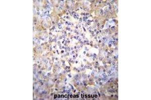 TSNARE1 Antibody (C-term) immunohistochemistry analysis in formalin fixed and paraffin embedded human pancreas tissue followed by peroxidase conjugation of the secondary antibody and DAB staining. (TSNARE1 Antikörper  (C-Term))