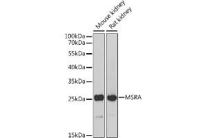 Western blot analysis of extracts of various cell lines, using MSRA Antibody (ABIN6128248, ABIN6144085, ABIN6144087 and ABIN6216102) at 1:1000 dilution. (MSRA Antikörper  (AA 24-235))