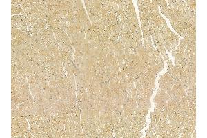 Reticulon 1 Mouse Monoclonal Antibody at 1/100 staining rat heart tissue by IHC-P. (Reticulon 1 Antikörper)