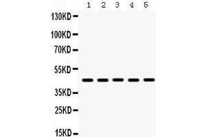 Western Blotting (WB) image for anti-Bone Morphogenetic Protein 4 (BMP4) (AA 293-324), (C-Term) antibody (ABIN3043490) (BMP4 Antikörper  (C-Term))