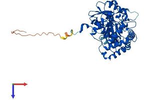 CCBL2 Protein (AA 1-454) (His tag)