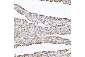 Immunohistochemistry (IHC) image for anti-Sorting and Assembly Machinery Component 50 Homolog (SAMM50) (AA 1-220) antibody (ABIN1682619)