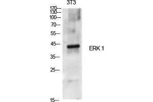 Western Blot (WB) analysis of specific cells using ERK 1 Polyclonal Antibody.