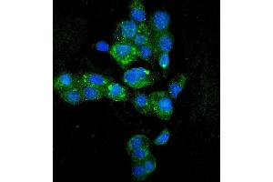 IF analysis of HYI using anti-HYI antibody (ABIN7601796). (HYI Antikörper  (AA 46-277))