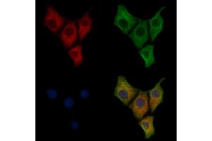 ABIN7094261 and ABIN7098308 staining HepG2 cells by IF/ICC. (GM2A Antikörper  (Internal Region))