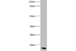 Western blot All lanes: APOC3 antibody at 2 μg/mL + Rat liver tissue Secondary Goat polyclonal to rabbit lgG at 1/15000 dilution Predicted band size: 11 kDa Observed band size: 11 kDa (APOC3 Antikörper  (AA 21-99))