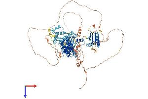 BRSK1 Protein (AA 1-778) (His tag)