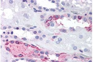 Anti-LPAR4 / GPR23 antibody  ABIN1049016 IHC staining of human kidney. (LPAR4 Antikörper  (C-Term))