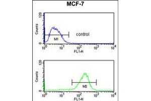 Flow cytometry analysis of MCF-7 cells (bottom histogram) compared to a negative control cell (top histogram). (NIP7 Antikörper  (C-Term))