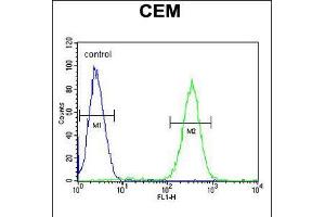Flow cytometric analysis of CEM cells (right histogram) compared to a negative control cell (left histogram). (SLC5A12 Antikörper  (C-Term))