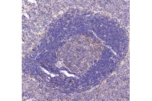 Immunohistochemistry (IHC) image for anti-RAB27A, Member RAS Oncogene Family (RAB27A) (AA 98-216) antibody (ABIN5692927)