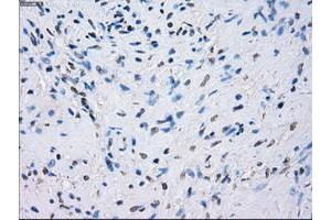Image no. 1 for anti-Fc gamma RII (CD32) antibody (ABIN1497257) (Fc gamma RII (CD32) Antikörper)