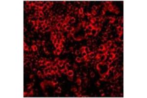 Immunofluorescence of Caspase-4 in Mouse Spleen 100 cells with Caspase-4 Antibody  at 10 µg/ml. (Caspase 4 Antikörper  (N-Term))
