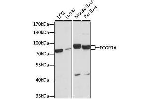 Western Blotting (WB) image for anti-Fc Fragment of IgG, High Affinity Ia, Receptor (CD64) (FCGR1A) (AA 200-292) antibody (ABIN3021695)