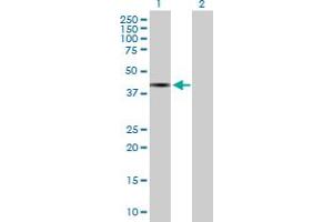Western Blot analysis of TFB1M expression in transfected 293T cell line by TFB1M MaxPab polyclonal antibody. (TFB1M Antikörper  (AA 1-346))