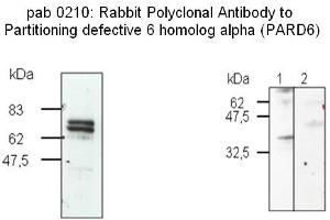Image no. 2 for anti-Par-6 Partitioning Defective 6 Homolog beta (PARD6B) (N-Term) antibody (ABIN347091) (PARD6B Antikörper  (N-Term))