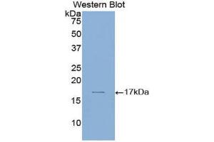 Western Blotting (WB) image for anti-Laminin, alpha 1 (LAMA1) (AA 2613-2746) antibody (ABIN1859595) (Laminin alpha 1 Antikörper  (AA 2613-2746))