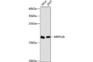 Western blot analysis of extracts of various cell lines using MRPS28 Polyclonal Antibody at dilution of 1:3000. (MRPS28 Antikörper)