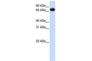 Image no. 1 for anti-Forkhead Box K2 (FOXK2) (AA 540-589) antibody (ABIN6740645)