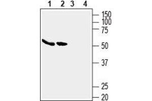 Western blot analysis of human MCF-7 breast adenocarcinoma cell lysates (lanes 1 and 3) and human Caco-2 colon adenocarcinoma cell lysates (lanes 2 and 4): - 1,2. (SLC2A5 Antikörper  (C-Term, Intracellular))