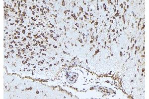ABIN6273339 at 1/100 staining Mouse brain tissue by IHC-P. (PLAUR Antikörper  (Internal Region))
