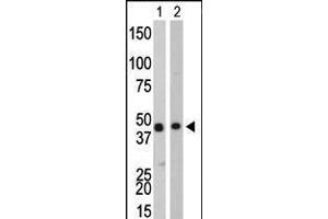 Antibody is used in Western blot to detect CKB in Y79 cell lysate (Lane 1) and mouse colon tissue lysate (Lane 2).