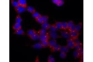 Immunofluorescence (IF) image for anti-Tubulin, gamma 1 (TUBG1) (AA 434-449), (C-Term) antibody (ABIN238522)