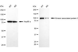 Western blotting analysis using kinesin associated protein 3 antibody (ABIN7799199). (Rekombinanter KIFAP3 Antikörper)